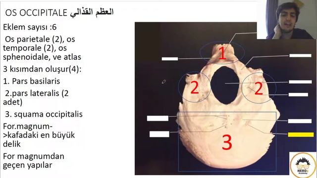 الجلسة الثانية | CH 1 | دوّرة تشريح الرّأس والعنق