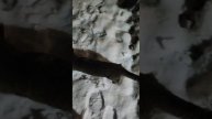 Баф🐈⬛ любит снег❄️