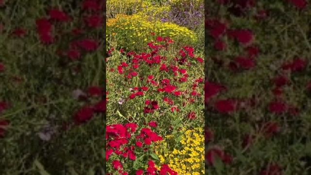 1000077321.mp4
