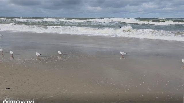 Чайки шторма не боятся