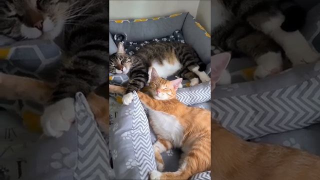 Когда очень устал за день и хочется отдохнуть в дружеской компании 😊 #котики #котик #cat #Милота