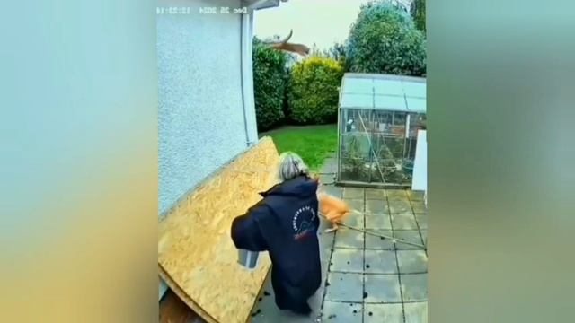 Хозяйка не ожидала такого от своего кота