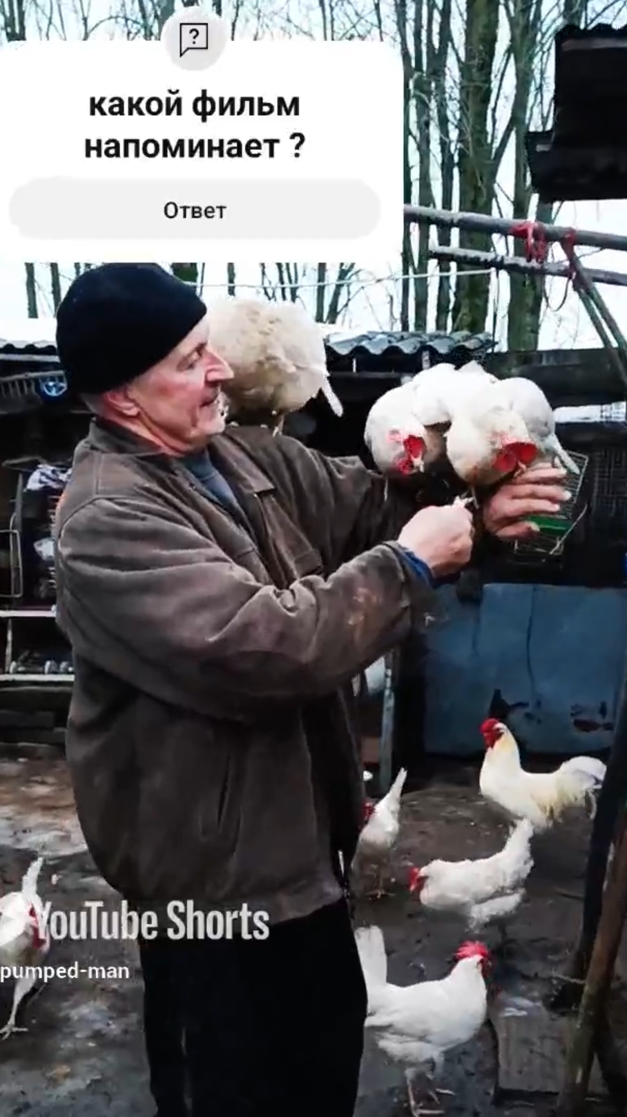 🐔 дрессированные куры 🐔 #курица 🐣