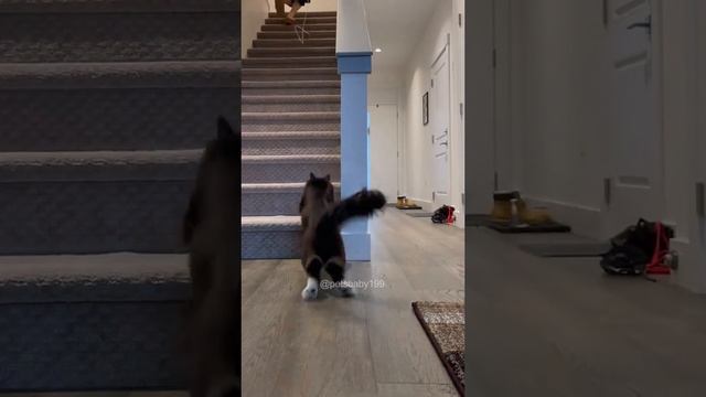 Котисики