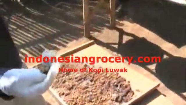 Sundrying Process of Kopi Luwak Coffee