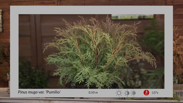 Découverte : les conifères pour petits espaces