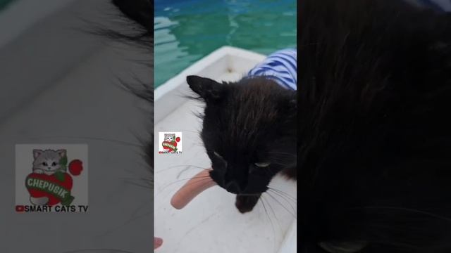 Мастер на все руки Чернуха умеет и летать и плавать 🌞🪂🐈⬛🚤🌊