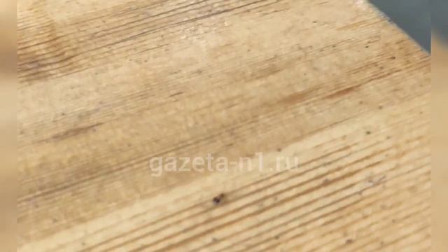 Тараканы в Лимонаде