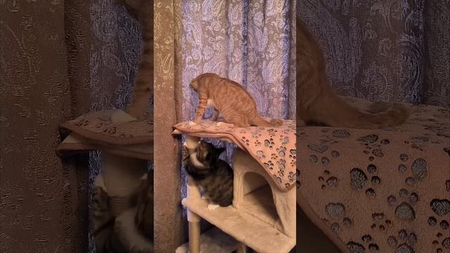 Штурм высоты 😊 #котики #котик #cat #Милота #Тиша #Боня #kitten #catlover