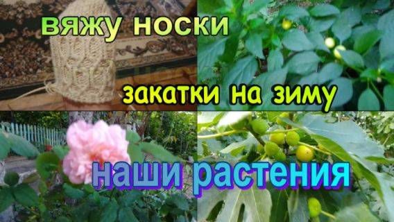 № 867 вяжу носки // закатки на зиму //наши растения