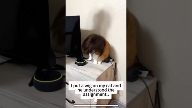 Кото шапки