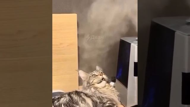 КОТИК И ПАРОУВЛАЖНИТЕЛЬ