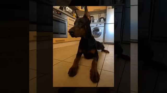 Моя любимая собака 🐶