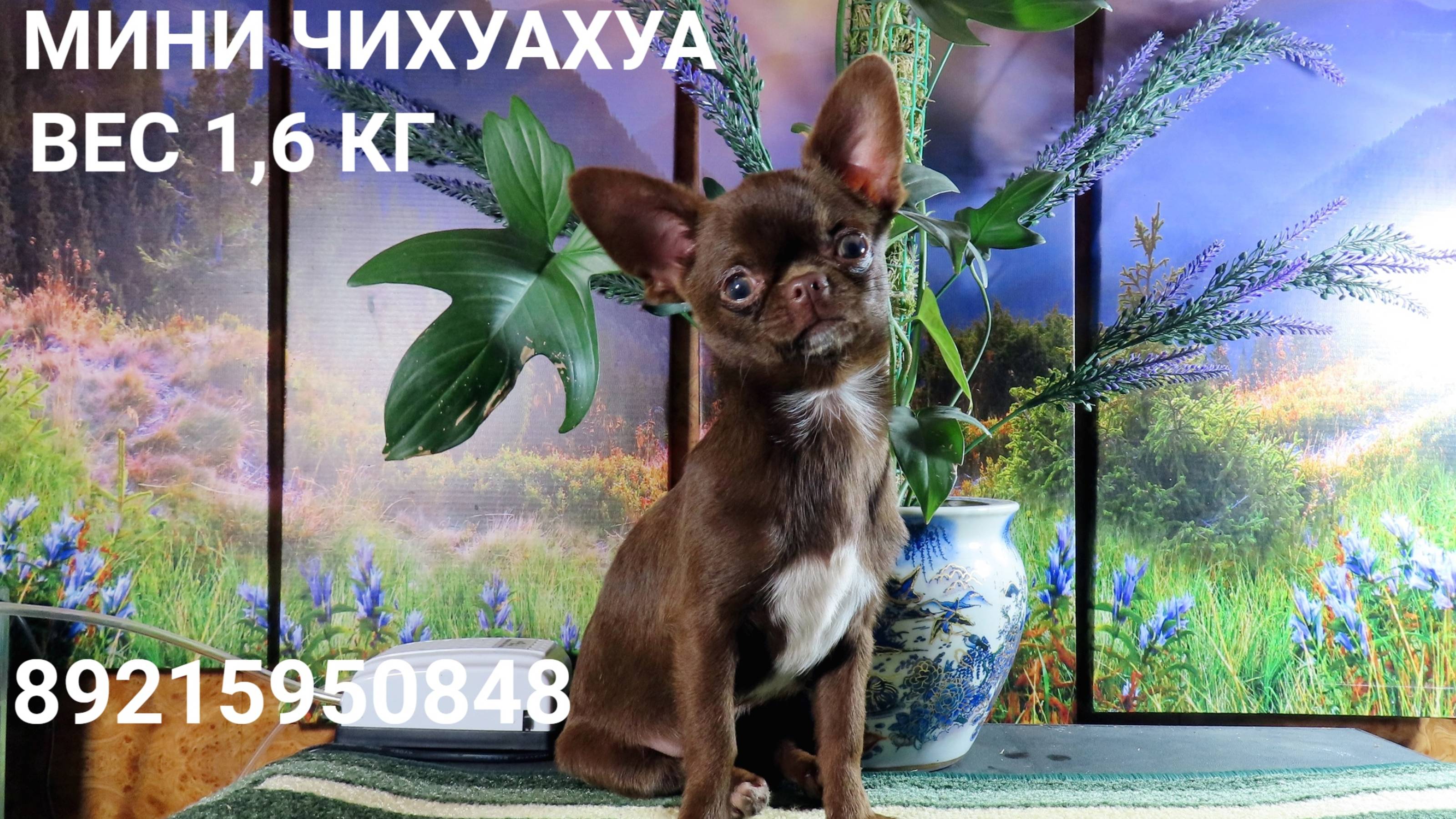 #СКИДКИ на некоторых #чихуахуа #ЦЕНЫ_в_видео 16.01.25 #купитьчихуахуа 89215950848 #продажачихуахуа