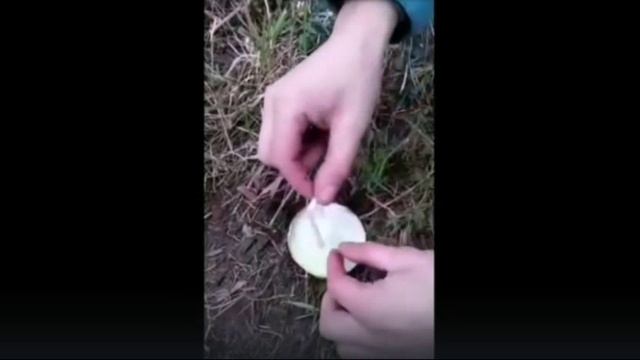 Смешные видео