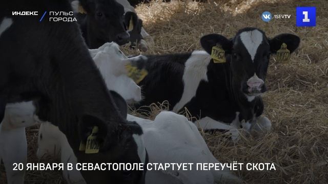 20 января в Севастополе стартует переучёт скота