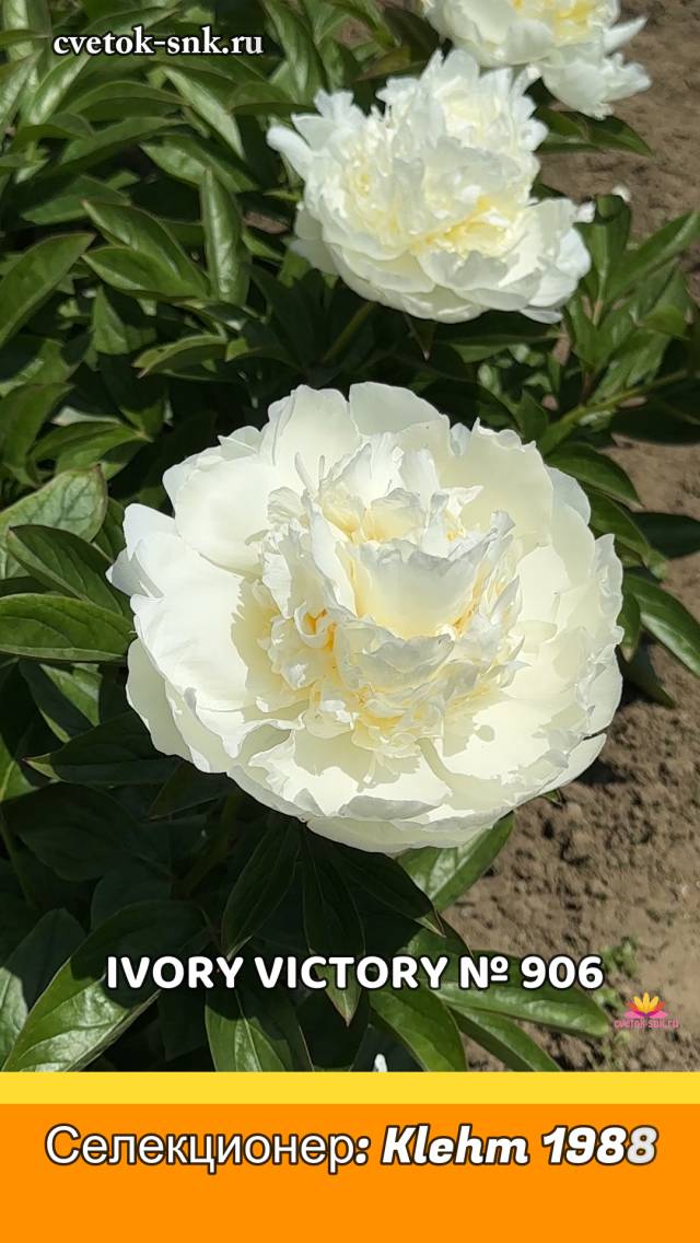 Пион Ivory Victory. Цветение 2024 года / Сад Ворошиловой