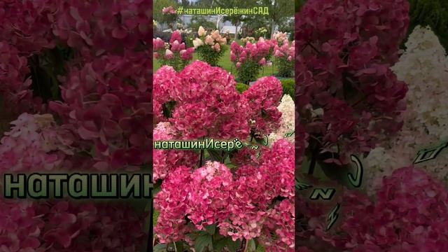 КАСАЯСЬ ПРИРОДЫ- отдушина-ОТ ДУШИ #наташинИсерёжинСАД всегда рядом🤗