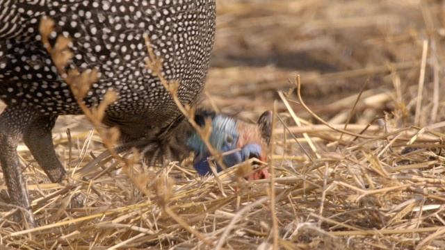 National Geographic: Африканские охотники сезон 1 серия 2