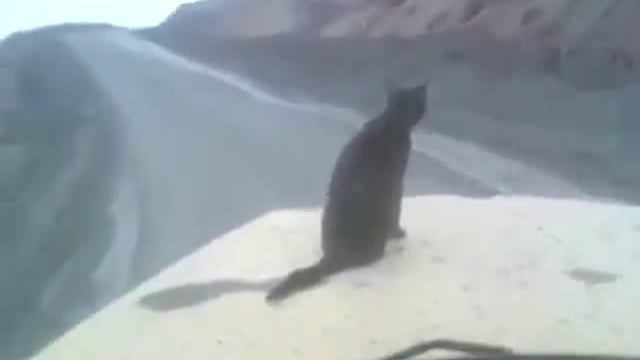 Кот экстримал едет на капоте машины