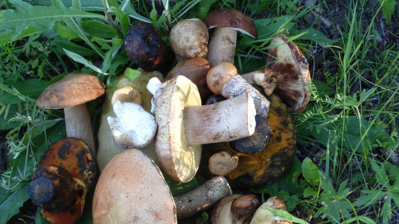 Есть нельзя,только любоваться
