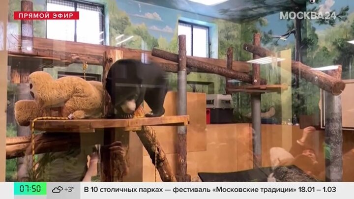 В Московском зоопарке журналистам представили малайскую медведицу Машу