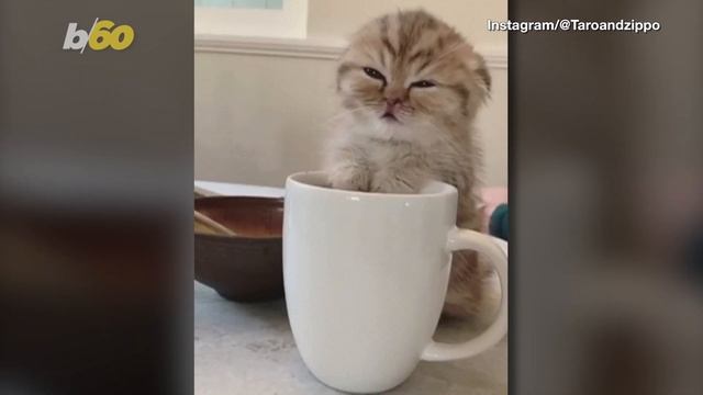 What’s New, Sleepy Cat? Footage Shows Cute Kitty Perched on Coffee Mug About to Fall Asleep!