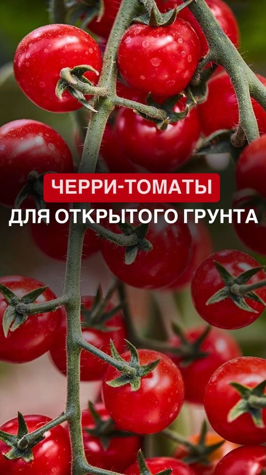 Томаты Черри в открытом грунте 

#любимыйогород 
#грядки
#томатывоткрытомгрунте
#черри