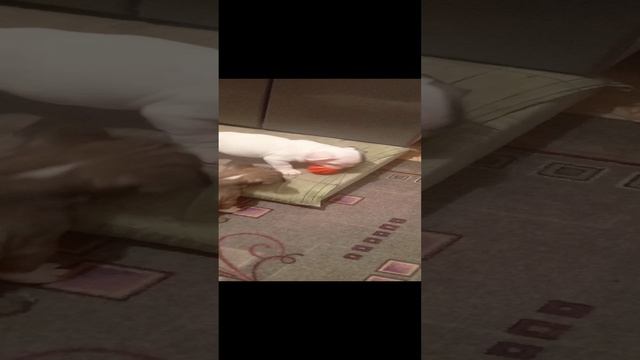 1000016457.mp4