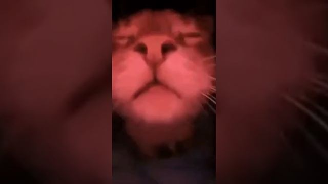 scene_output.mp4