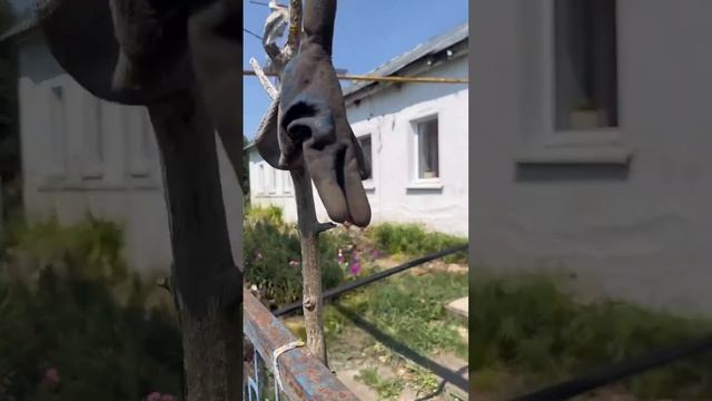 Народная музыка  это наш генетический код