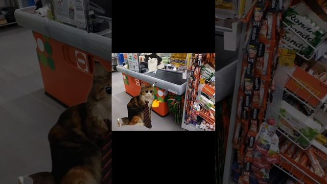 стихотворение о жвачке