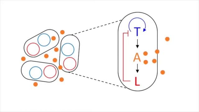 Scale Invariance Explained by Bacteria