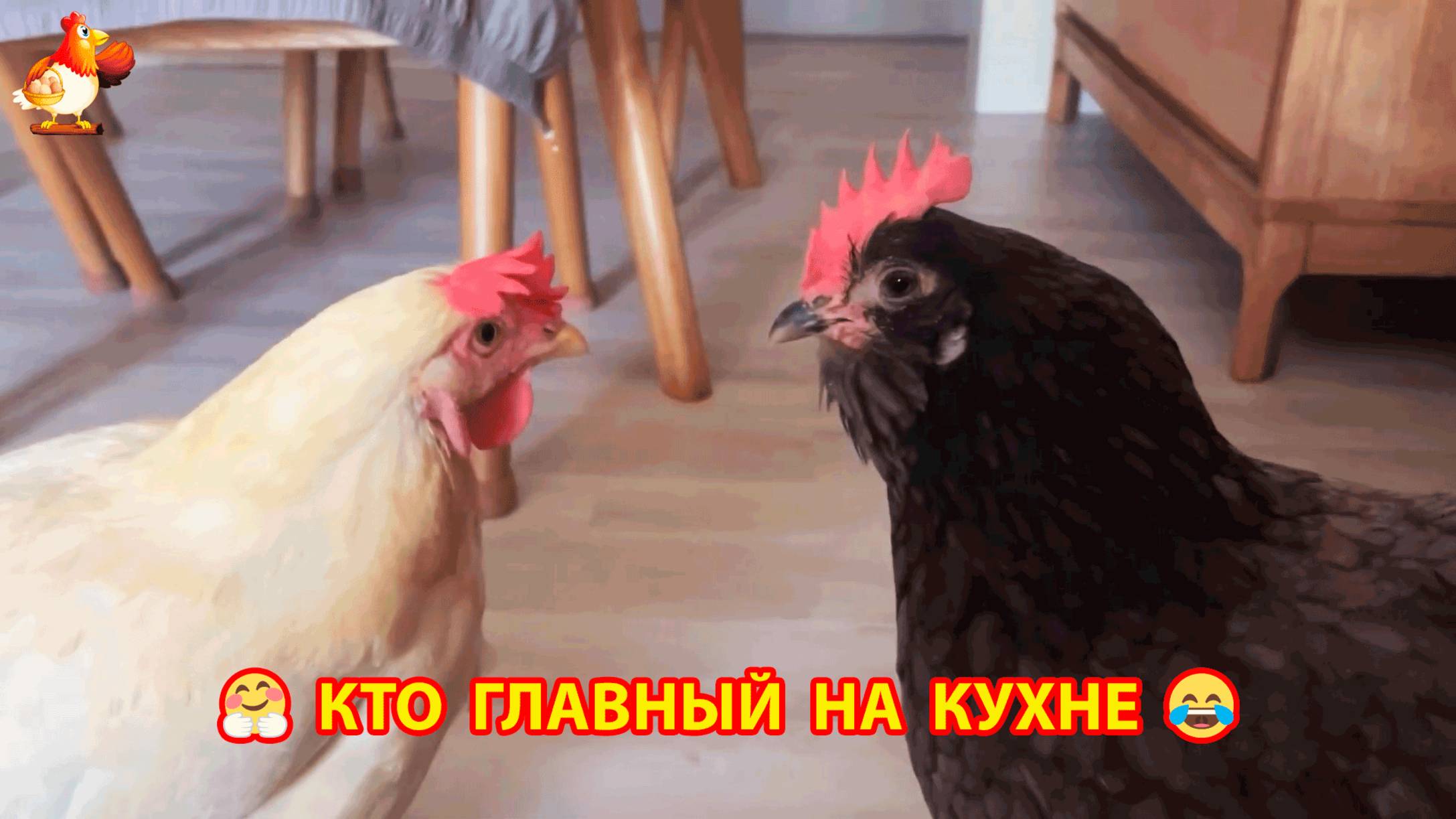 Курочки – кто главный на кухне и сон на окне молодого петушка ❣️🤗😂