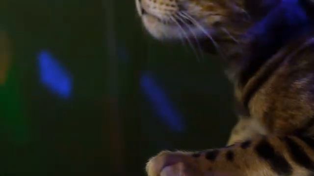 Озорная бенгальская кошка Жужа