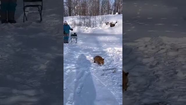 А вы видели как лиса оставила рыбаков без рыбы