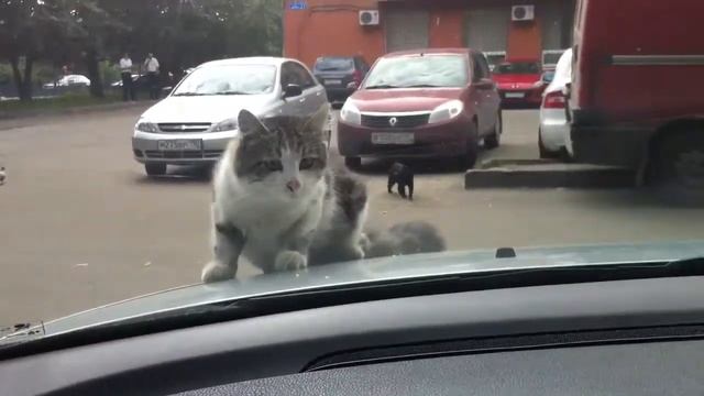 Наглый Домодедовский кот
