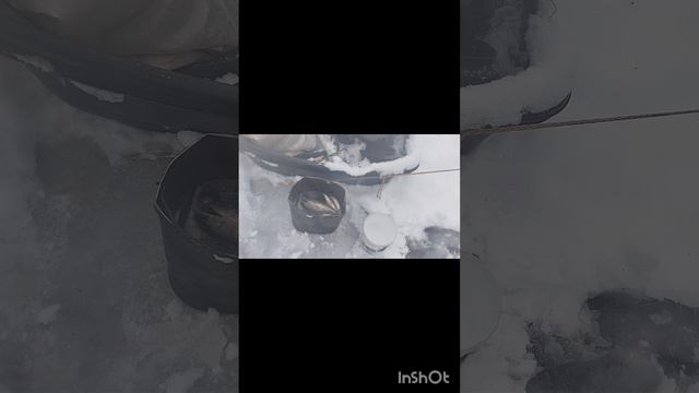 Зимняя январская рыбалка на КВХ заливе Бирюса