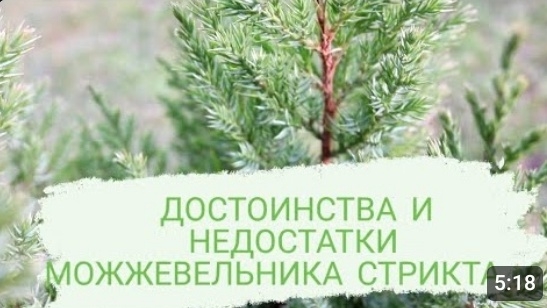 ДОСТОИНСТВА И НЕДОСТАТКИ МОЖЖЕВЕЛЬНИКА СТРИКТА!