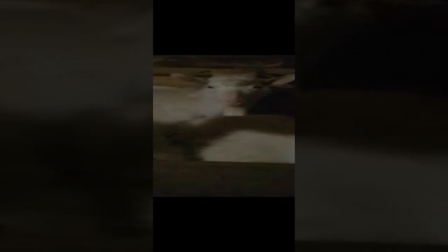 VID_20250117_205053.mp4