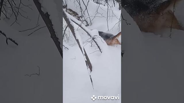 Всё таки мы его добыли.