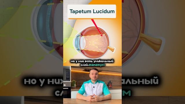 Почему у кошек светятся глаза