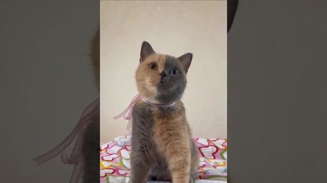 Половинка от папы половинка от мамы