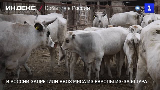 В России запретили ввоз мяса из Европы из-за ящура