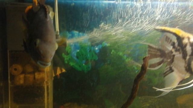 Акара бирюзовая 🐠