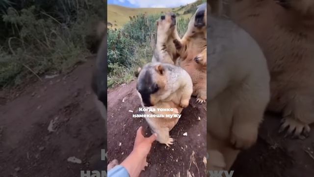 Никаких намеков! 
Конкретно говорю: пошлите уже худеть🤗
с меня беспл@тная консультация по питанию👇