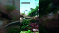 This Is WHY Black Neon Tetras Are Better Than Neon Tetras