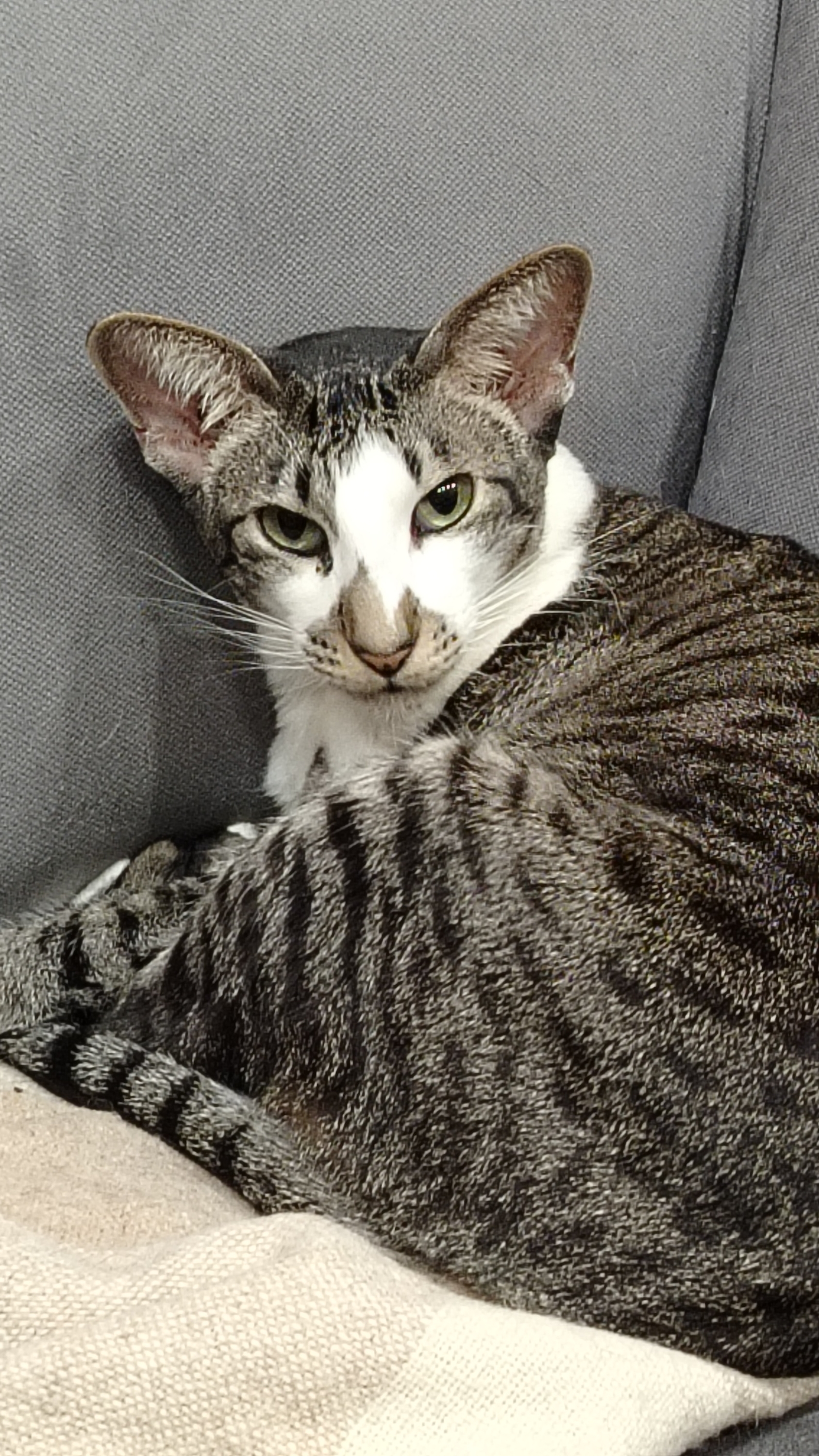 Котики поют)