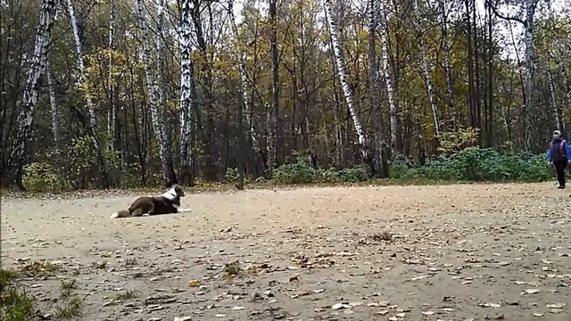 Команда лежать17 10 16