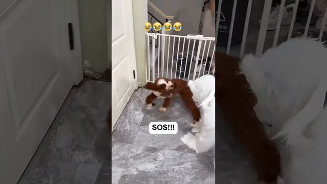 1000071655.mp4